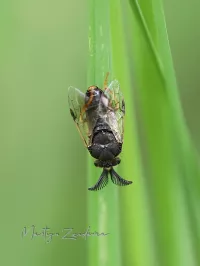 Vliesvleugeligen [Hymenoptera]
